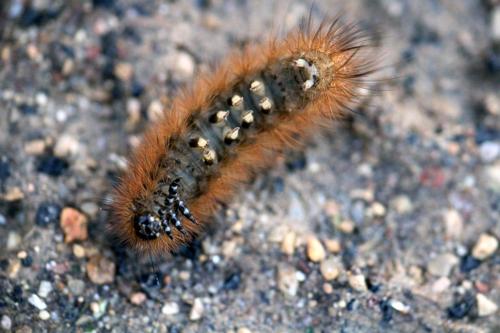 Phragmatobia fuliginosa